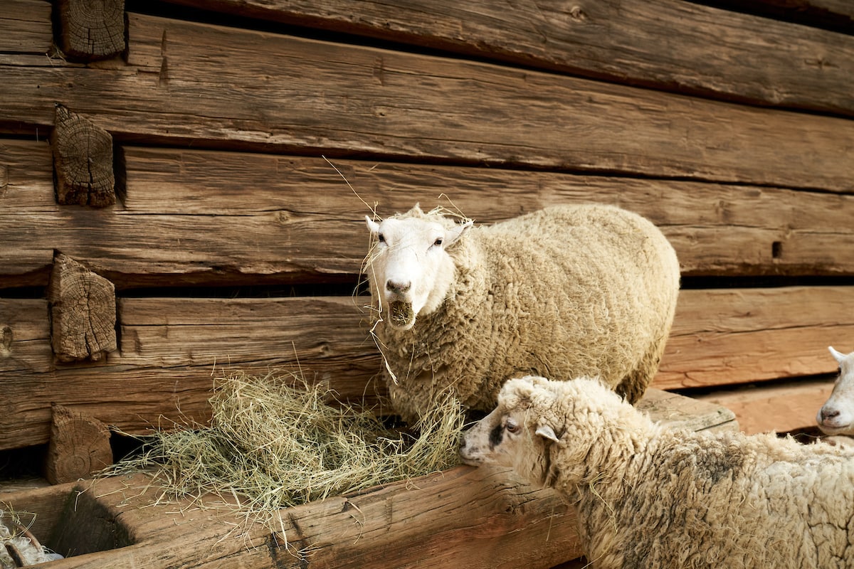 two sheep eating