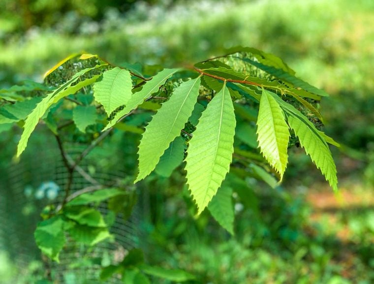 leaves close up