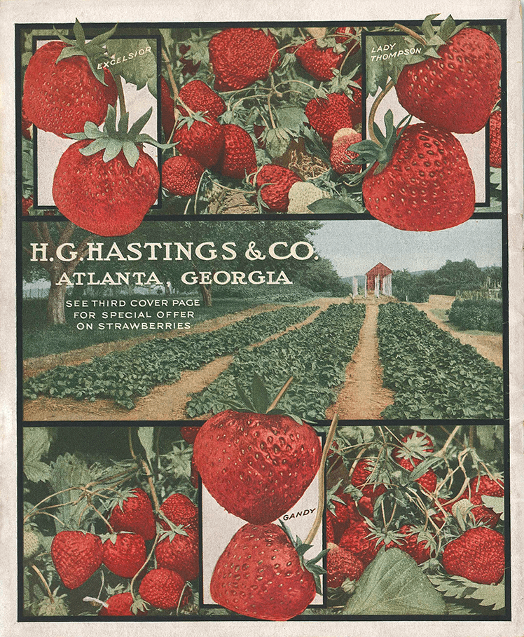 strawberries, catalog poster