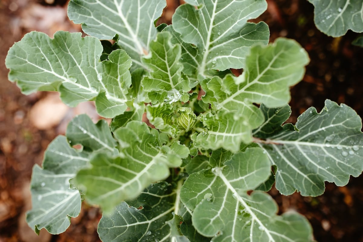 Close look at some leafy greens