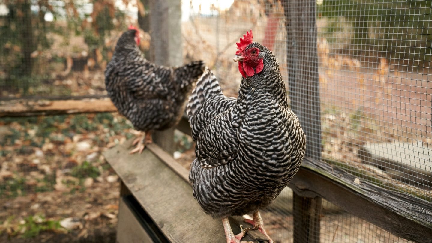 chickens perched on the ledge