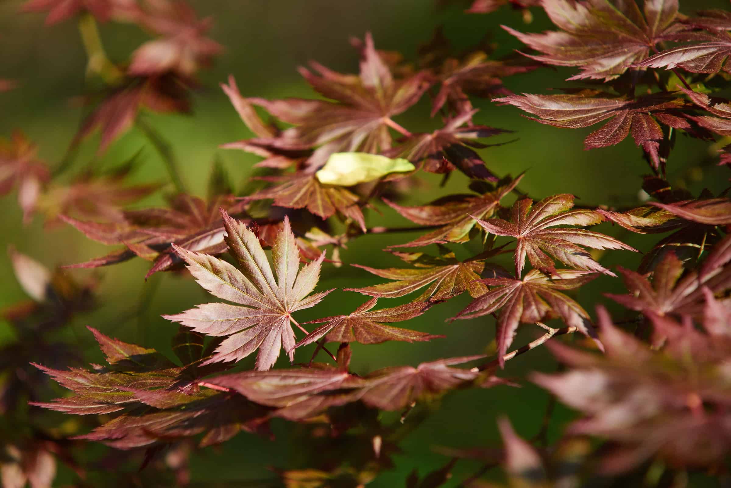 Asian Garden | Goizueta Gardens | Atlanta History Center