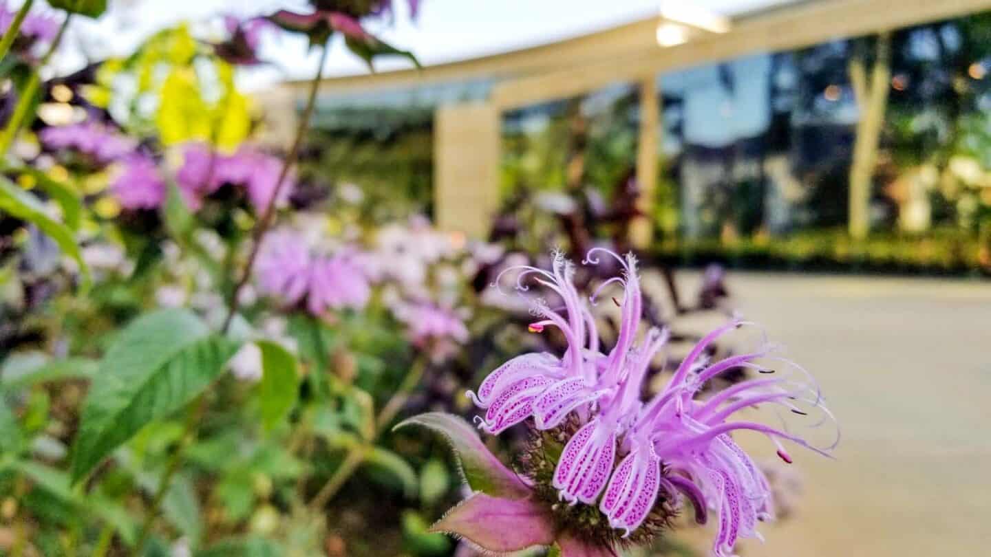 monarda fistulosa