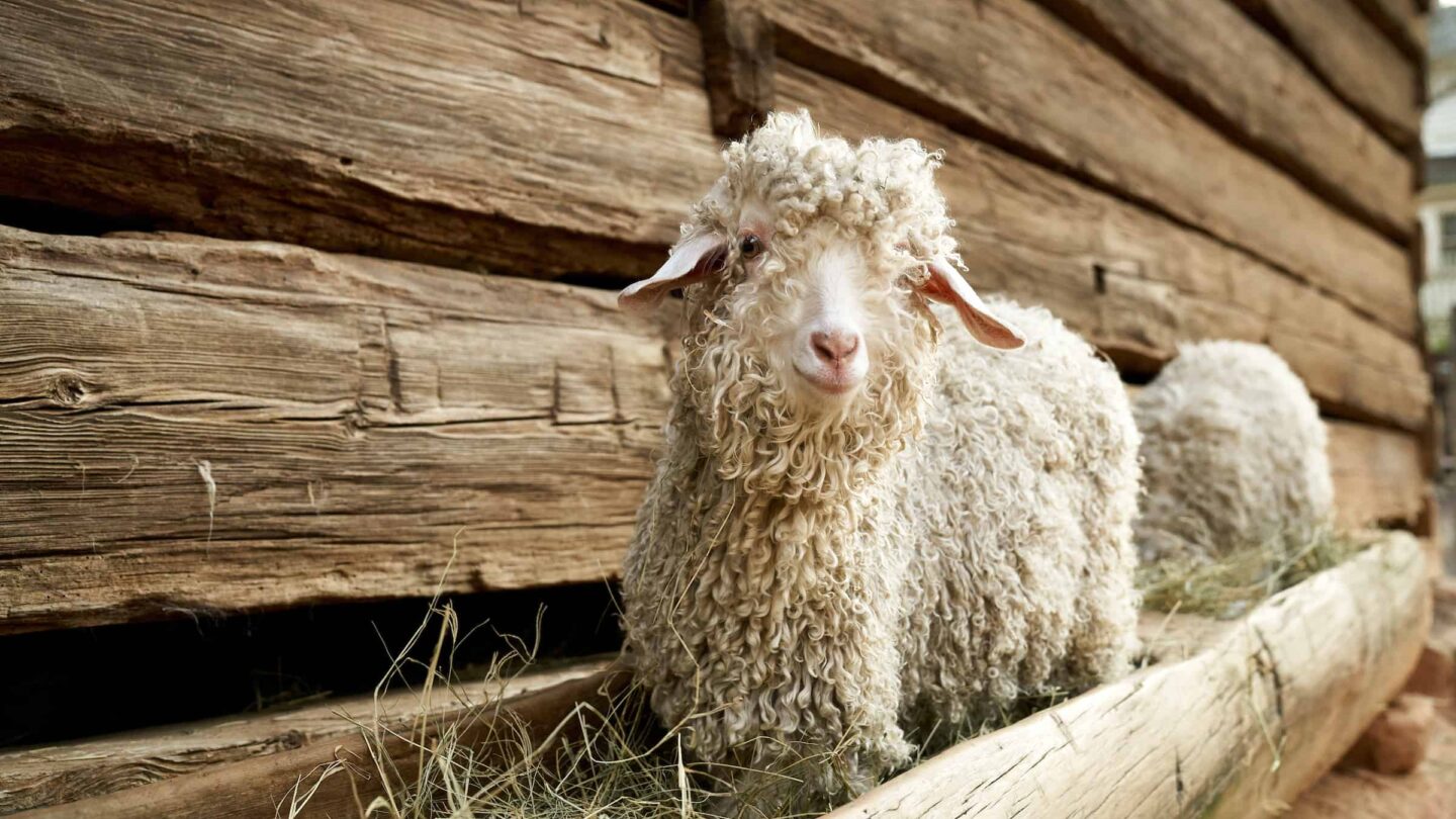 a sheep standing in wooden pen of grass