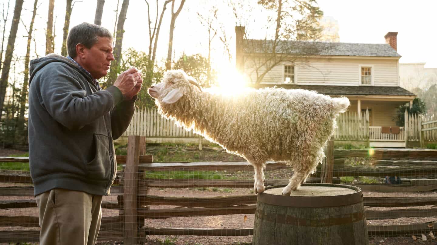 man in a hoodie grooming a sheep standing on a barrel