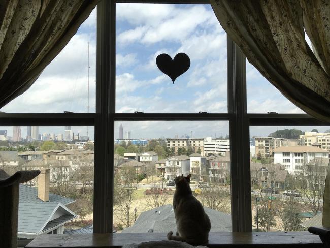 cat on windowsill with curtains open