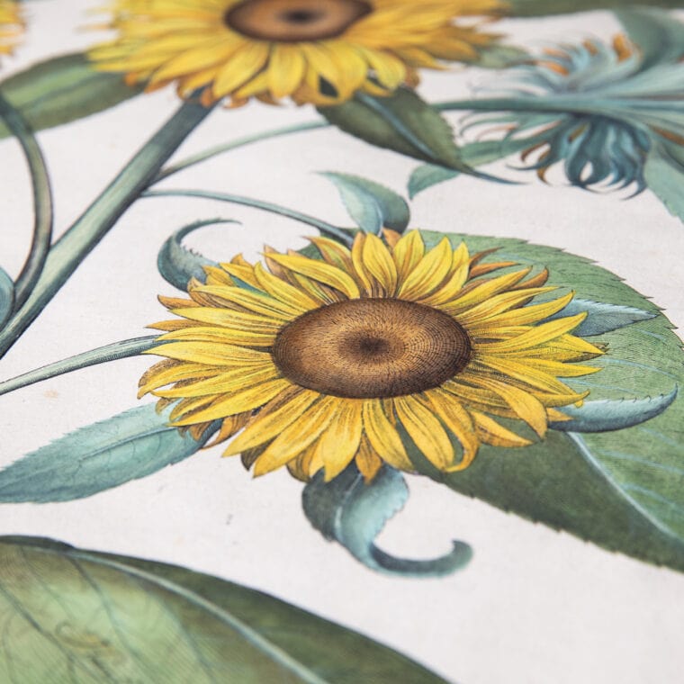 sunflower botanical print