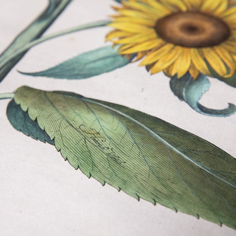 sunflower botanical print close up