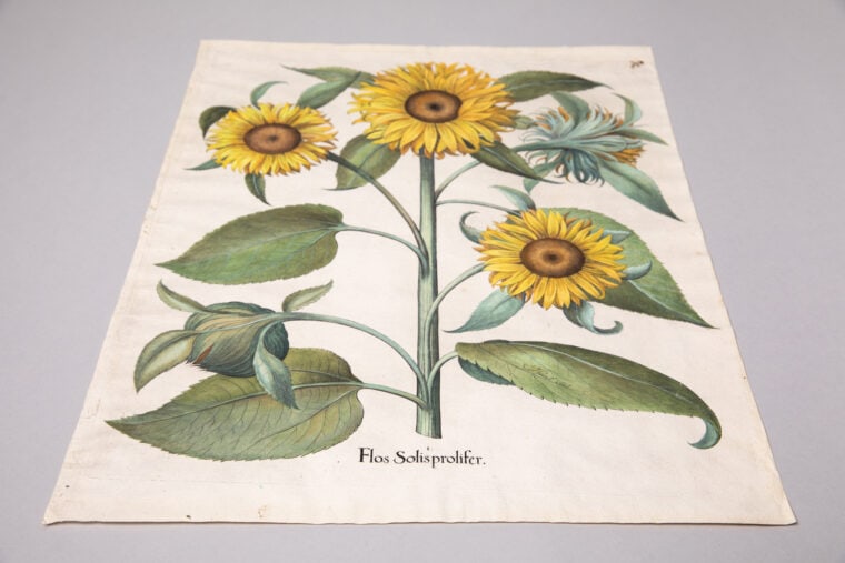 Botanical History Print | Sunflower Exhibitions Center Collection | Atlanta Highlight Garden Library Cherokee |