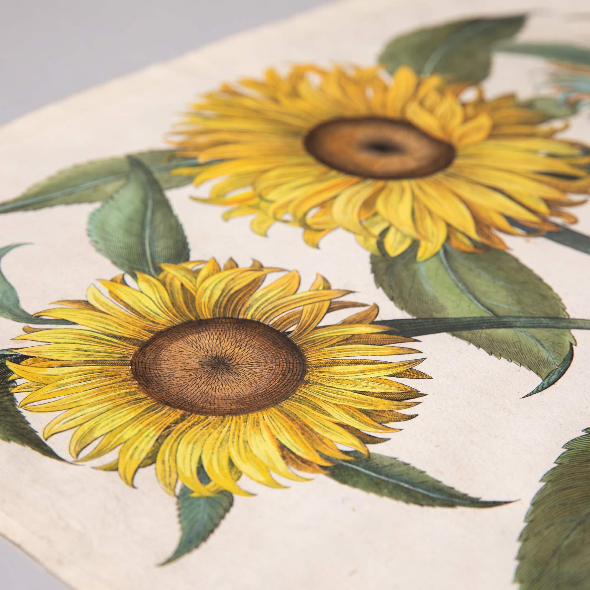 Sunflower Botanical Print | Cherokee Garden Library Collection