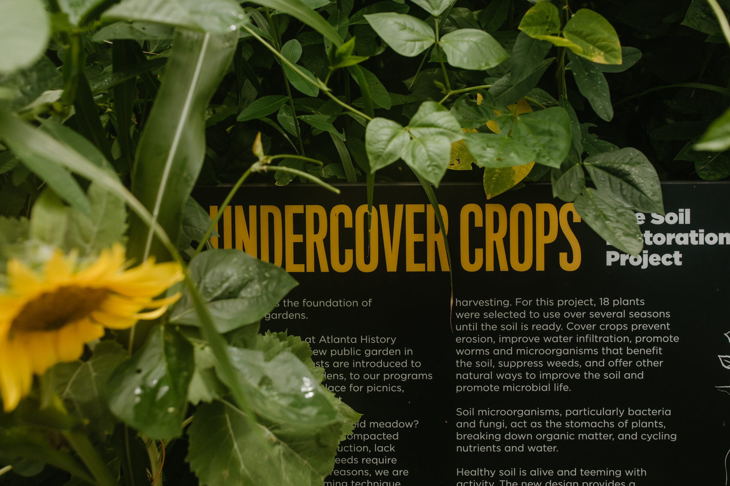 Undercover crops, soil restoration project