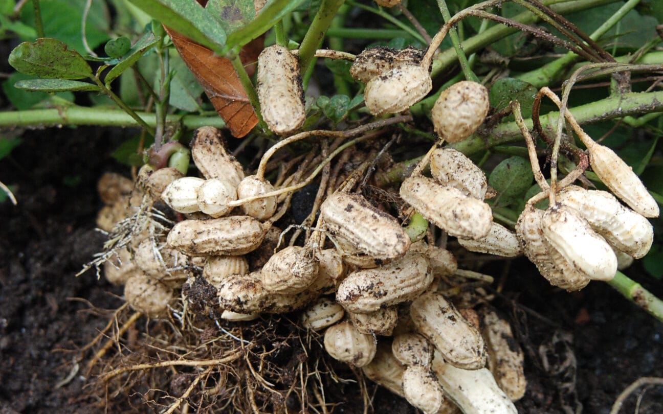 smith farm, Peanuts