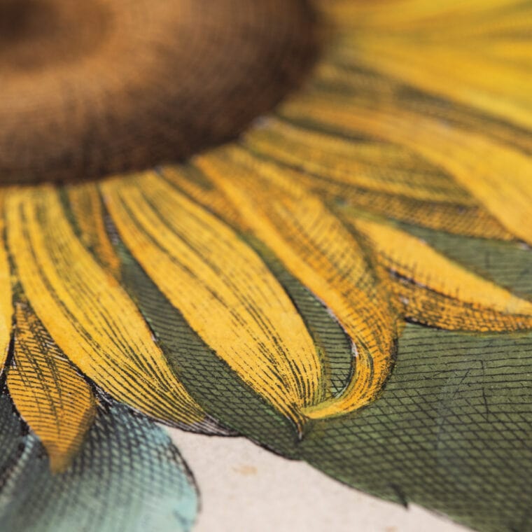 sunflower botanical print close up