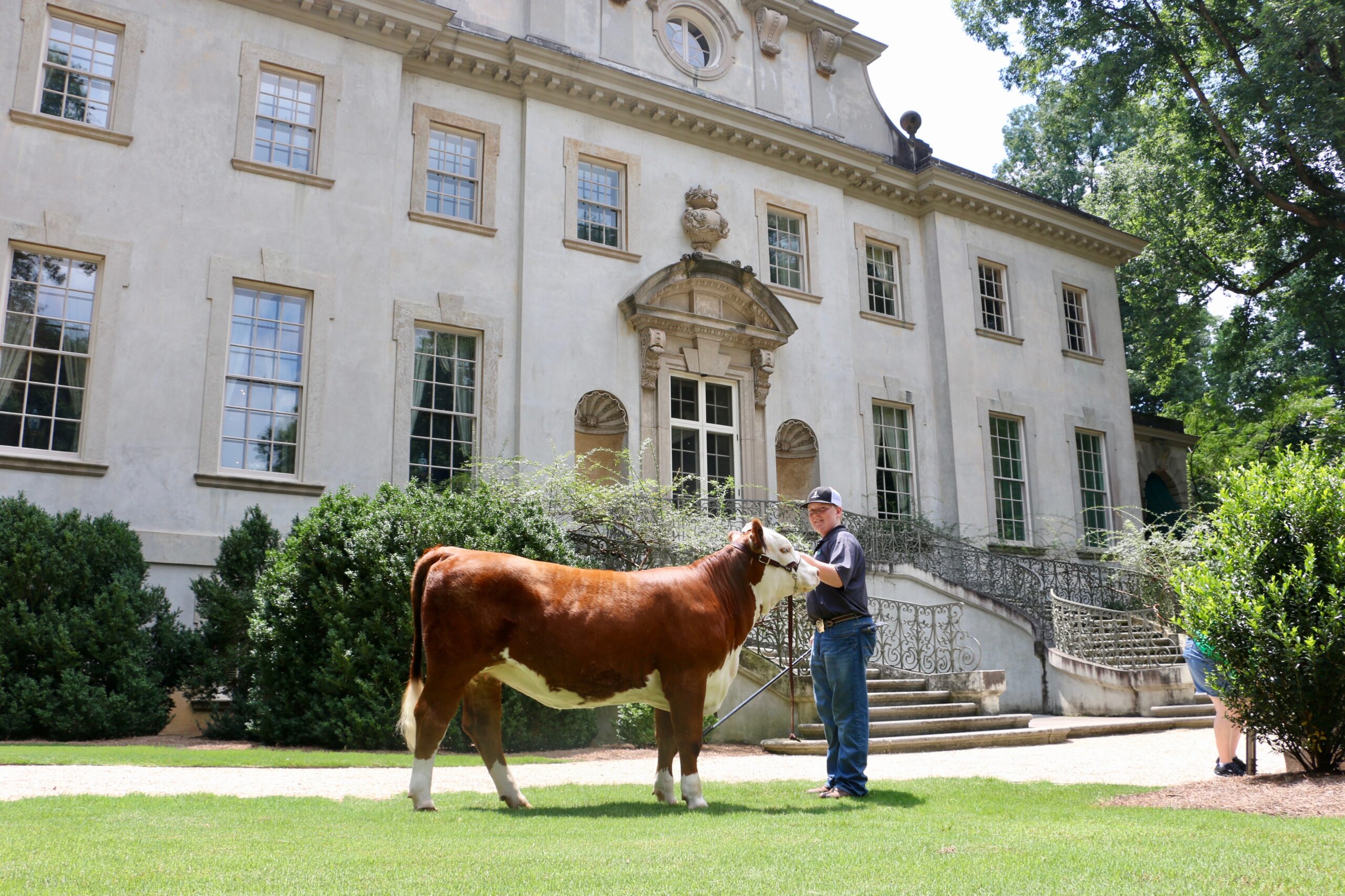 Brown and white cow and man standing in front of white building