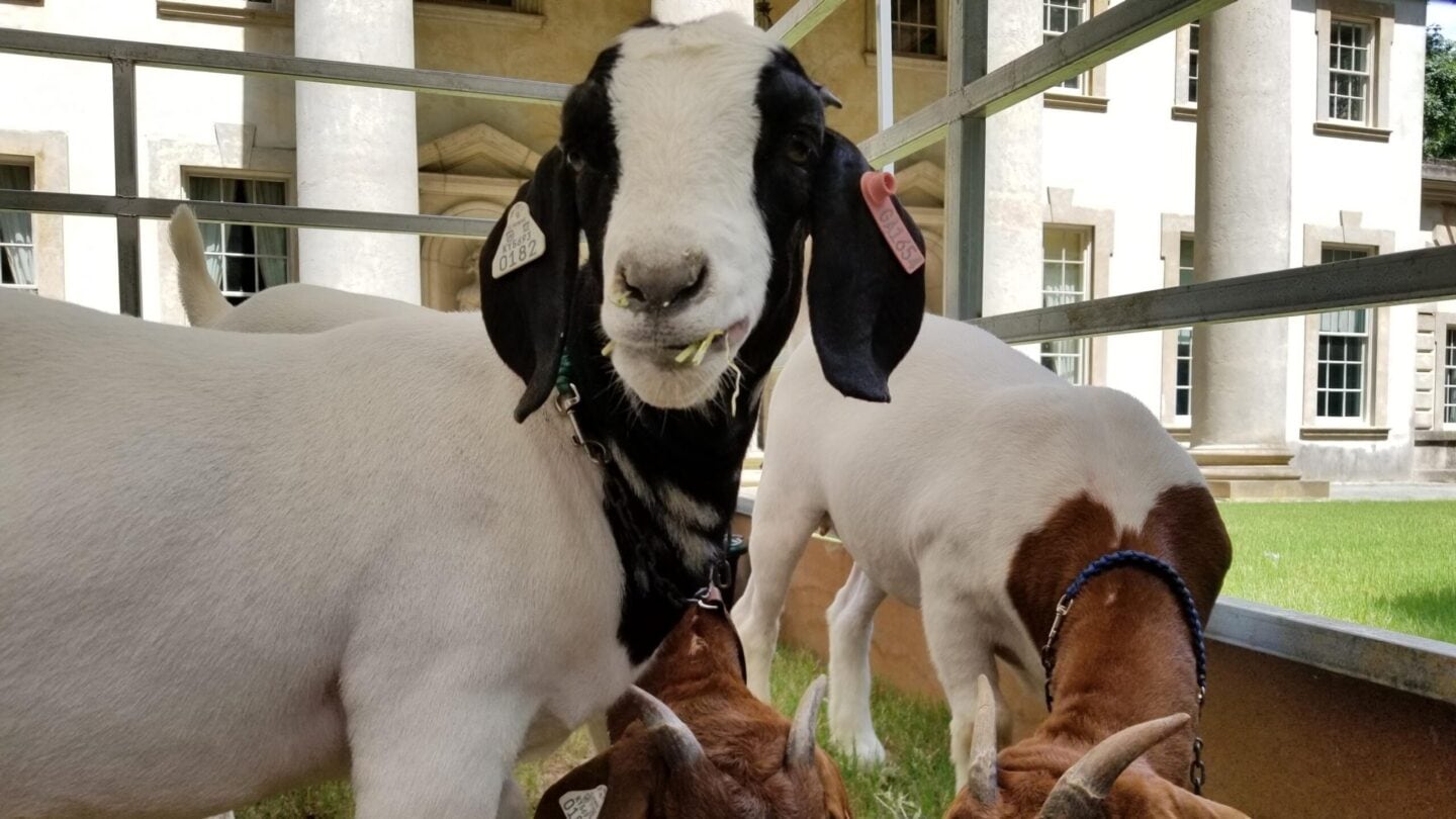 White goat with black ears facing camera and two white goats with brown ears eating