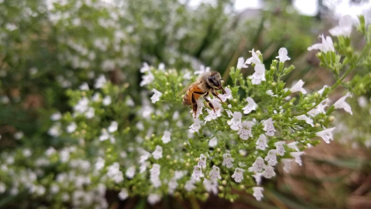 bee on white flowers