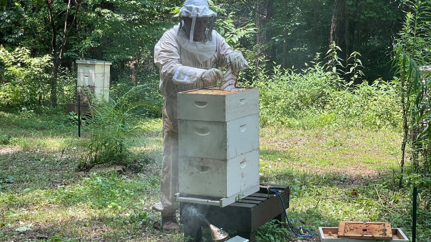 Man in bee suit checking a hive