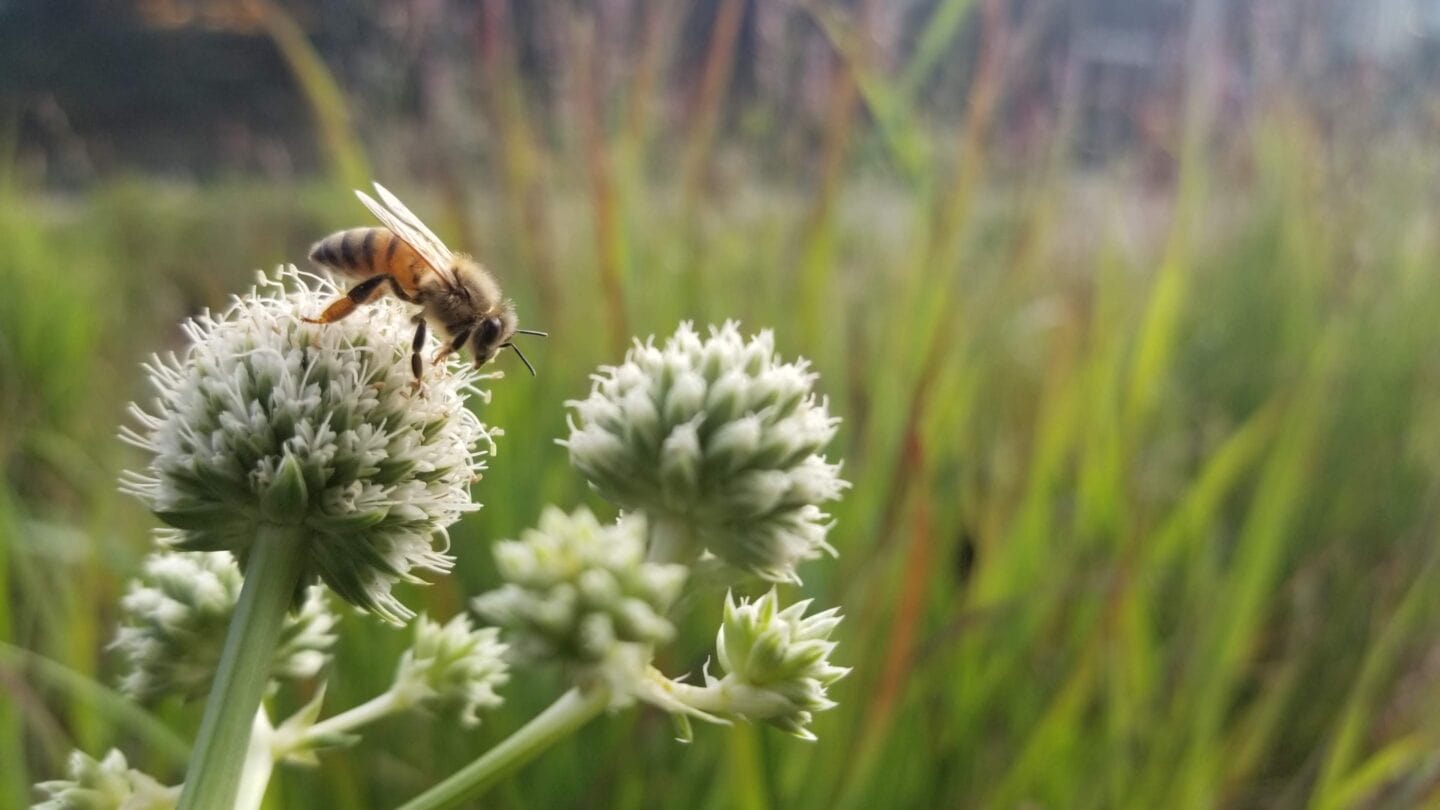 Bee on a flower