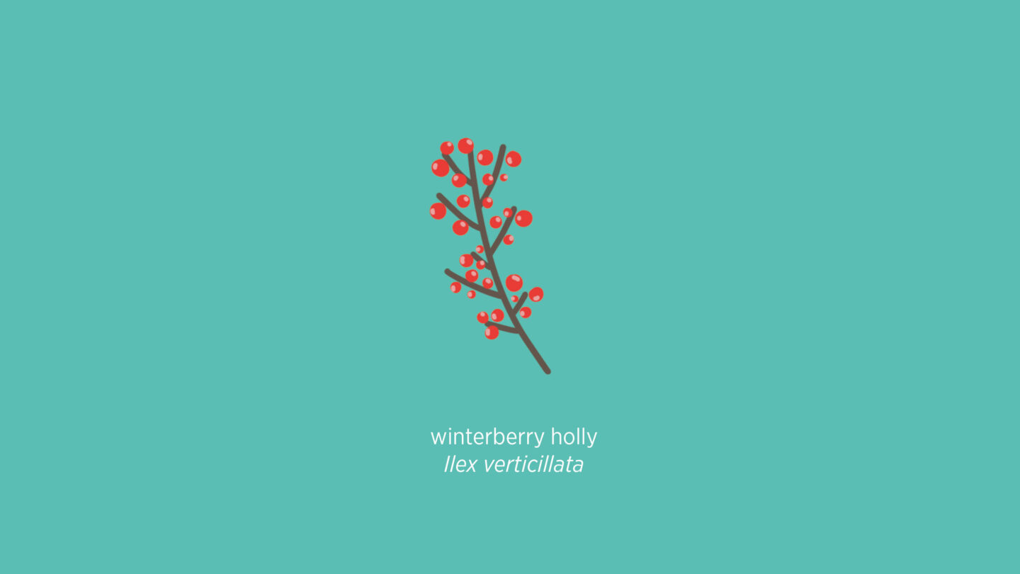 winterberry holly illustration