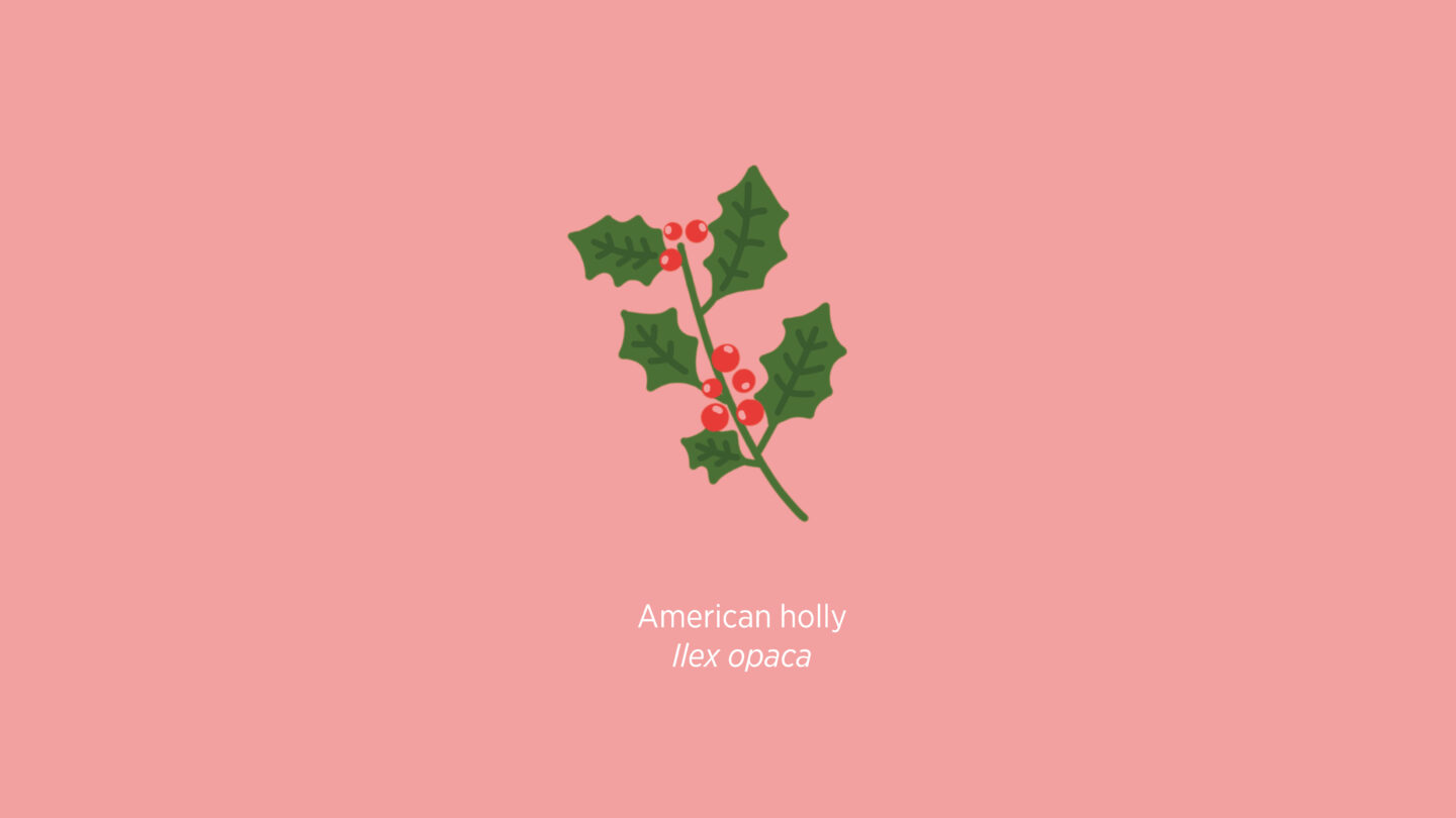 American holly illustration