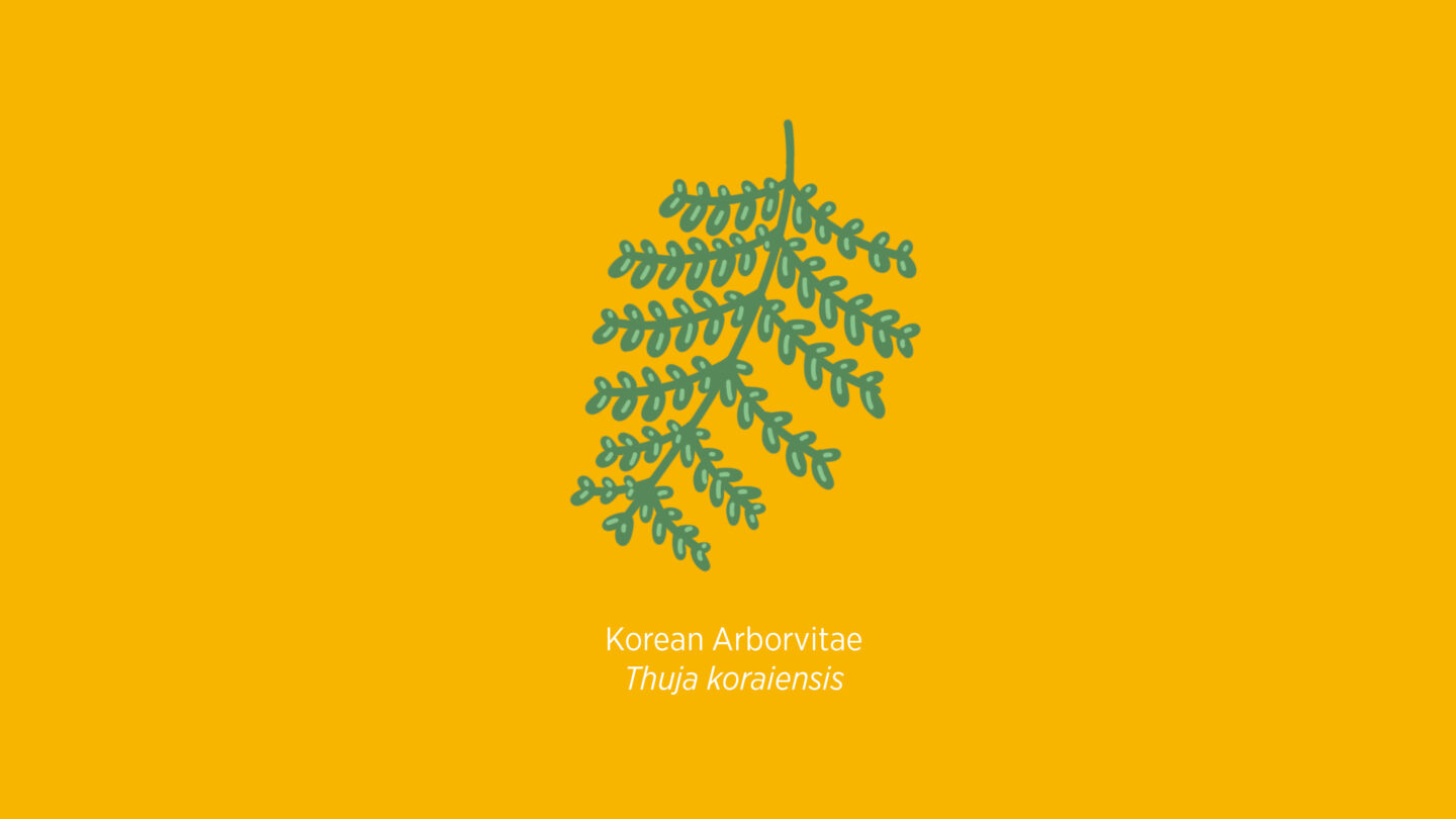 Korean Arborvitae illustration