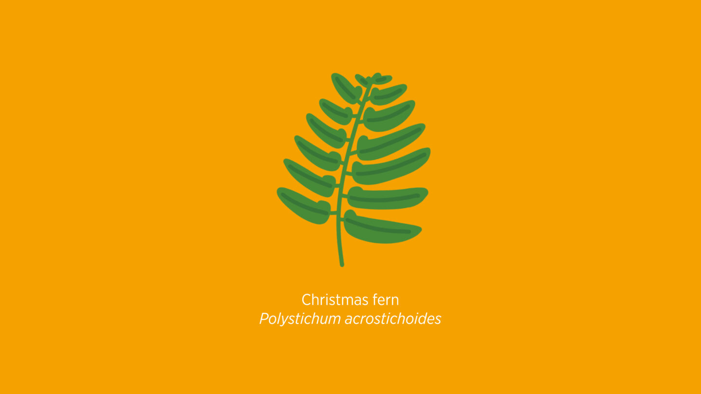 Christmas fern illustration
