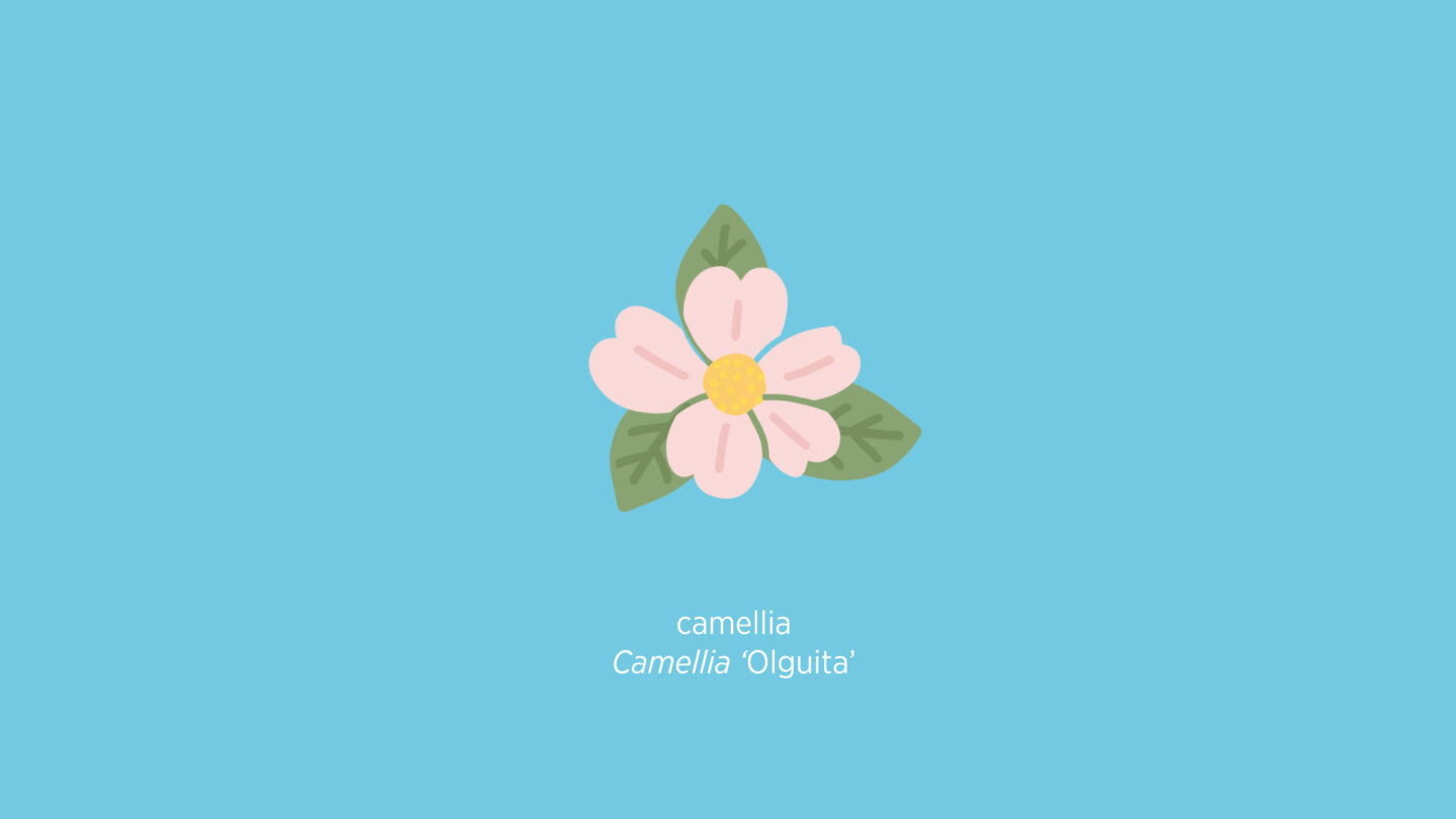 Camellia illustration