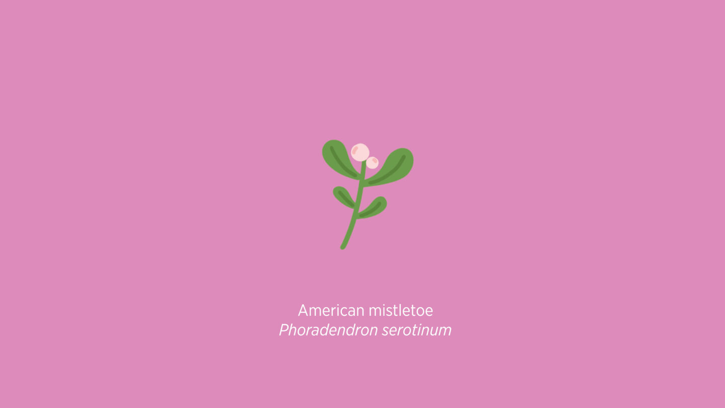 American mistletoe illustration