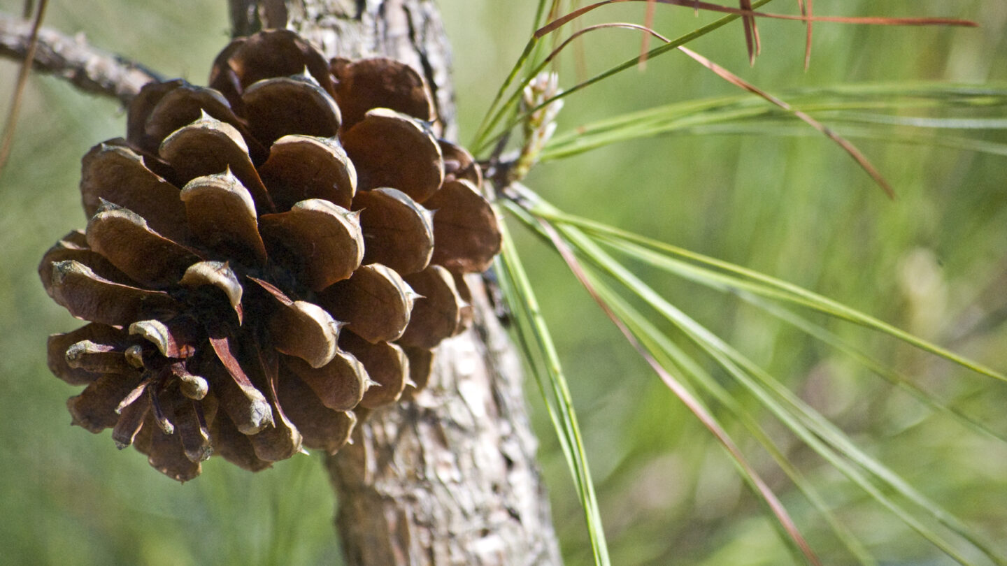 Loblolly Pine