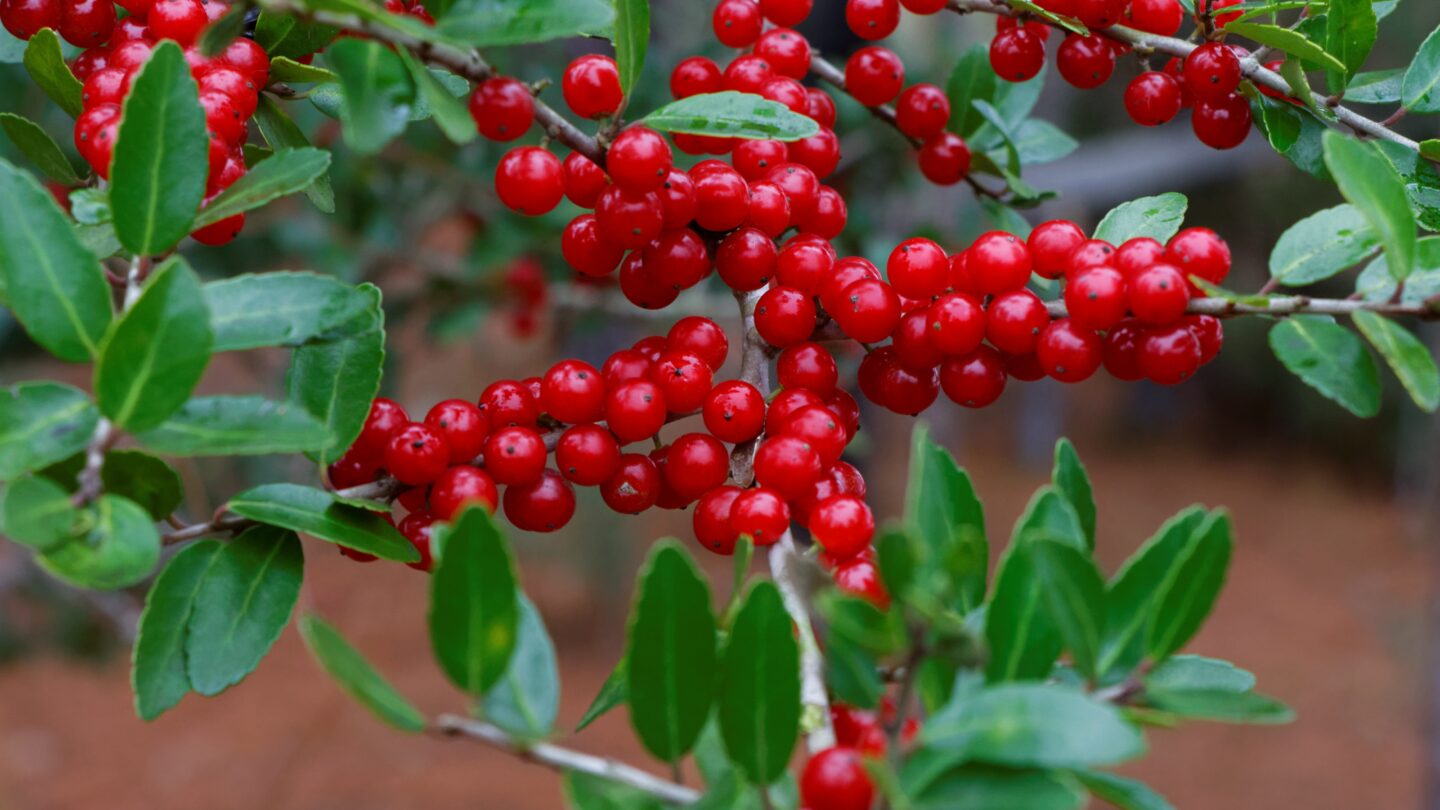 Haguporn - Merry and Bright Botanicals in Goizueta Gardens | Atlanta History Center