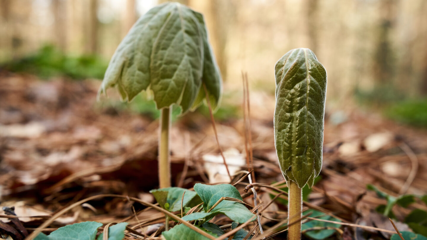 Sprouting plants