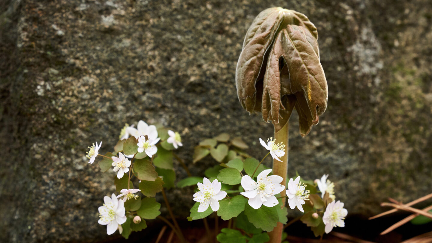 Garden Flowers