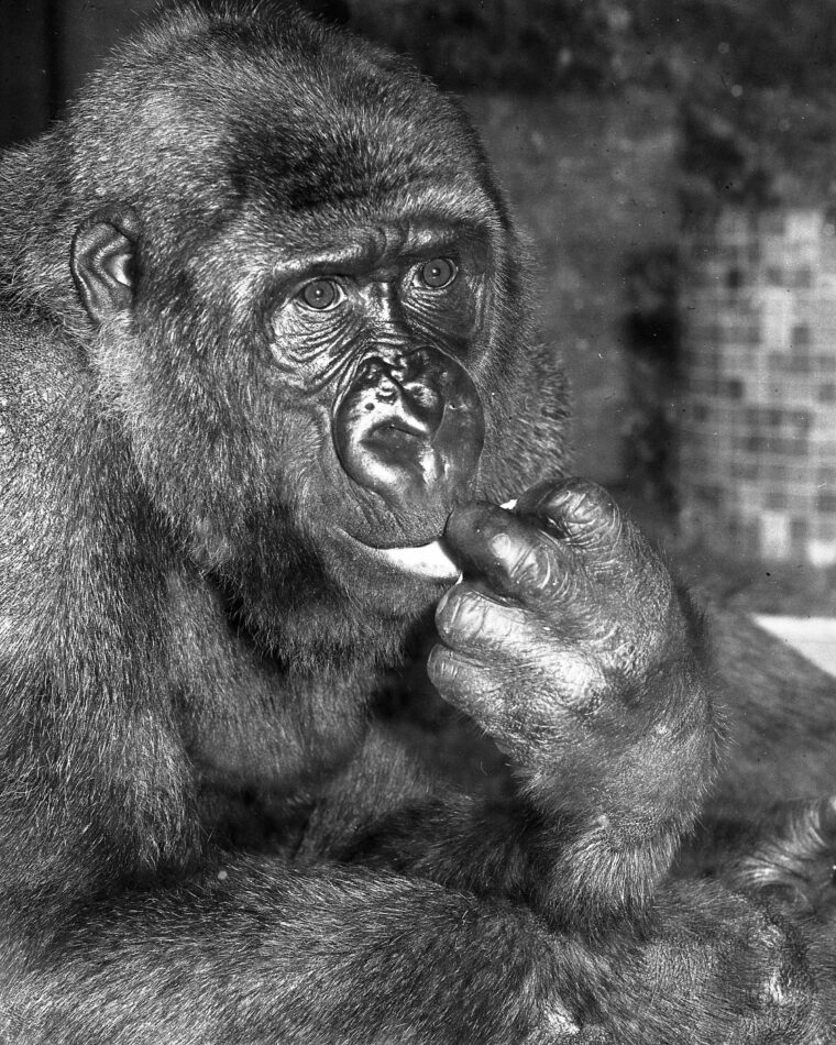 View of the silverback gorilla known as “Willie B.” at the Municipal Zo