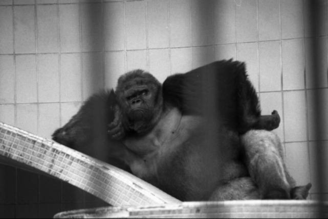 Gorilla Willie B. at Zoo Atlanta, Atlanta, Georgia, November 28, 1978.