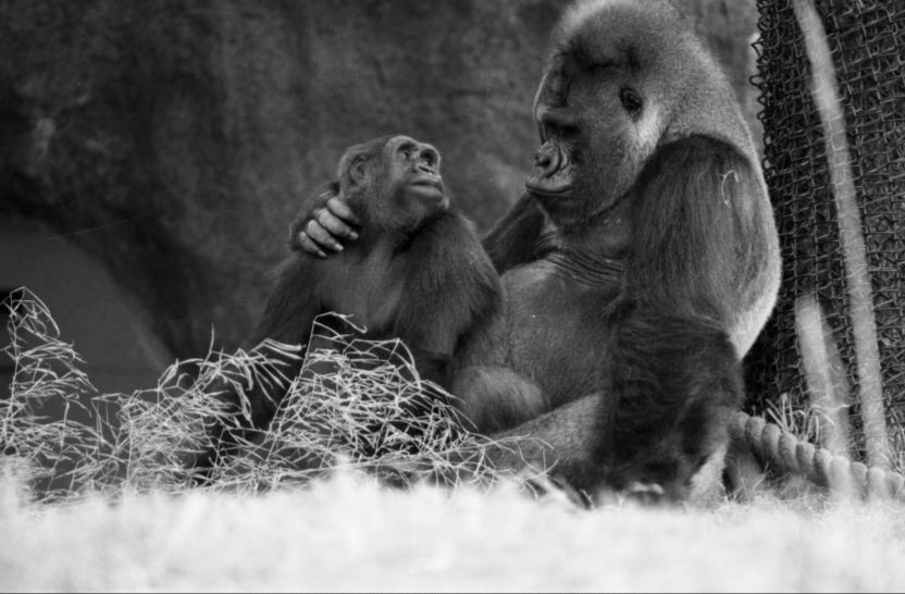 Willie B. with his first mate Kinyani at Zoo Atlanta