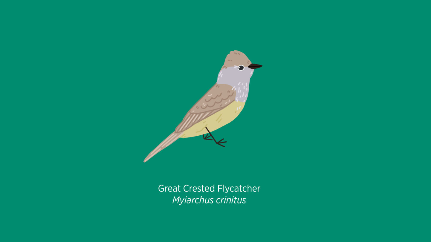 Great Crested Flycatcher illustration