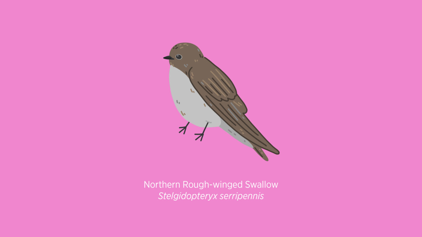 Northern Rough-winged Swallow illustration