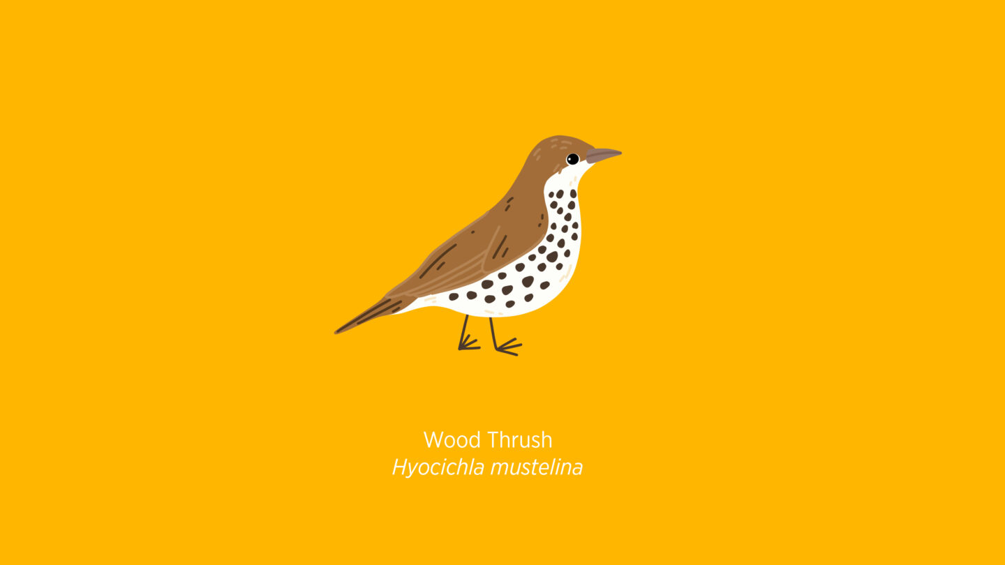 Wood Thrush illustration