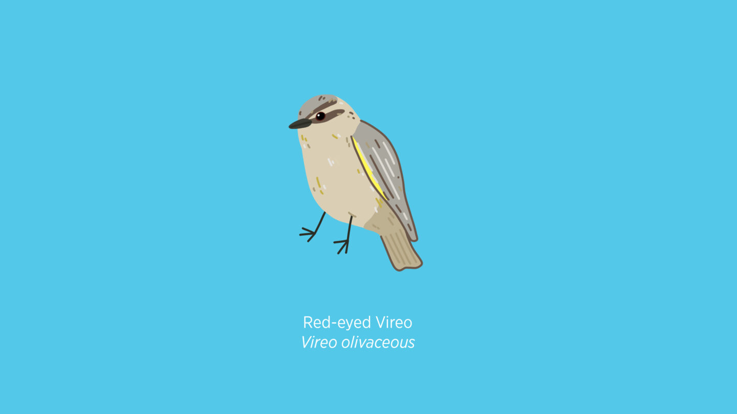 Red-eyed Vireo illustration
