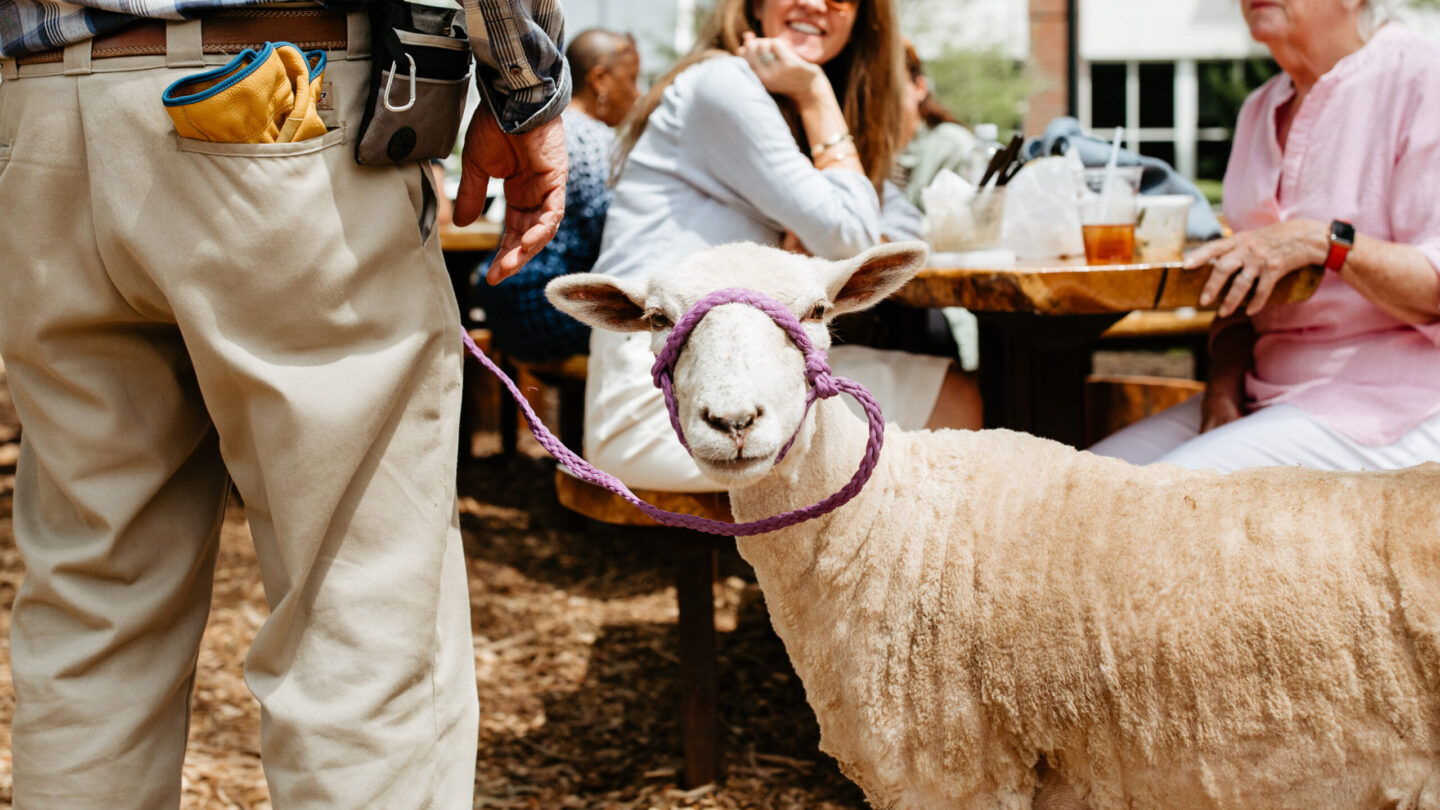 sheep on a leash