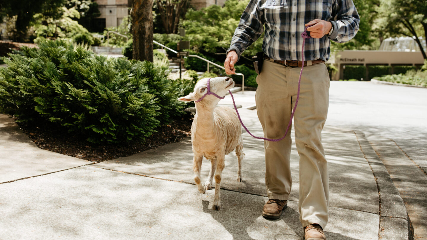 sheep on a stroll