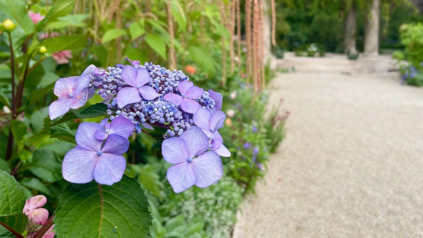 Hydrangea macrophylla Twist-N-Shout® (lacecap hydrangea)