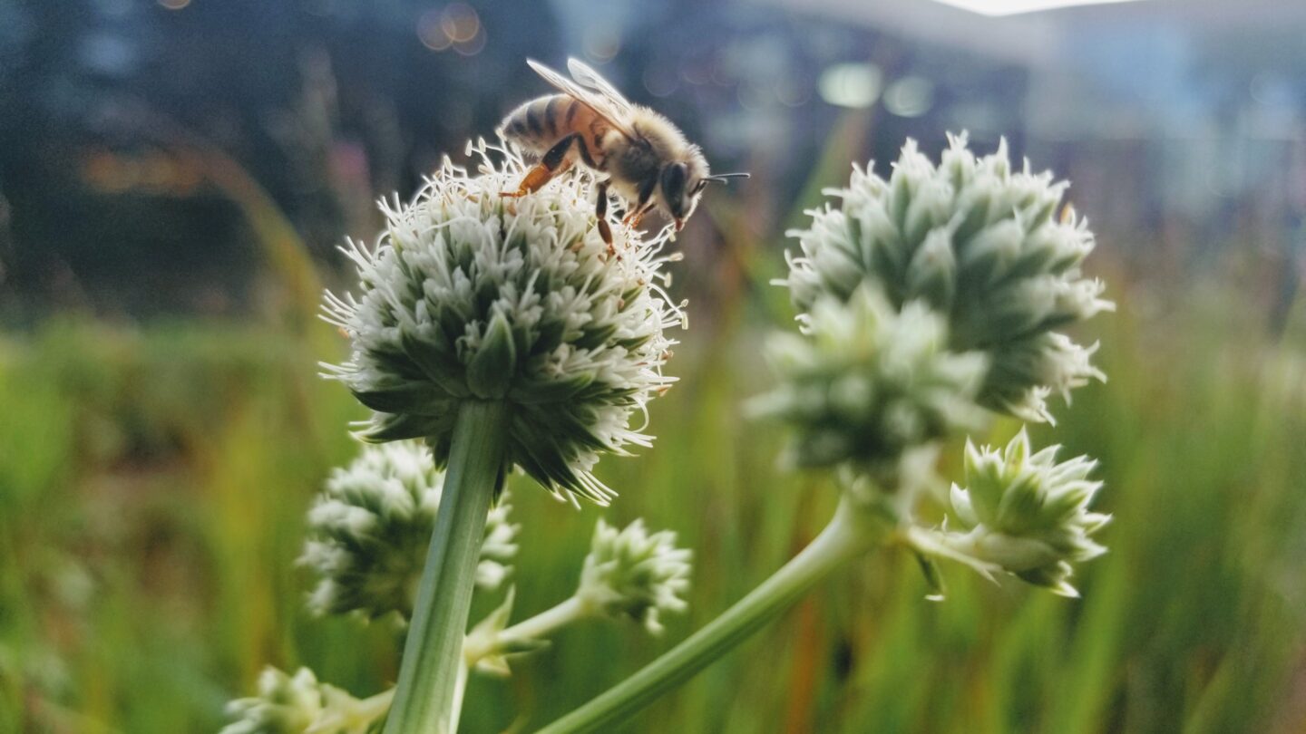 Honey bee on Eryngium yuccifolium