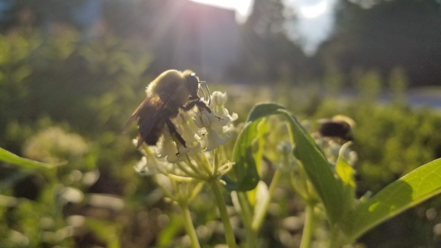 Native bee early morning feeding on Asclepias incarnata ‘Ice Ballet’
