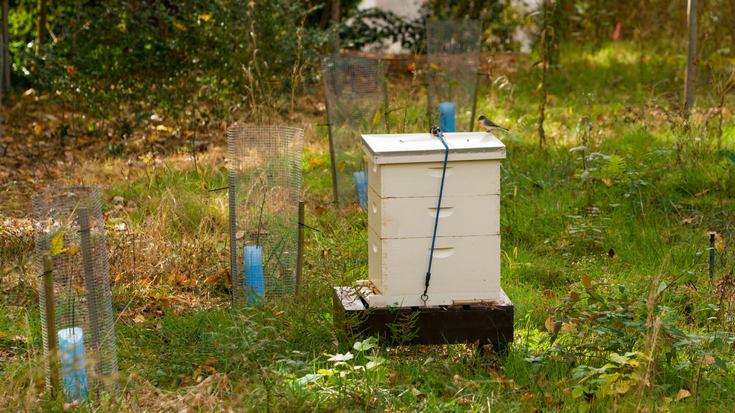 Beekeeping box in grass