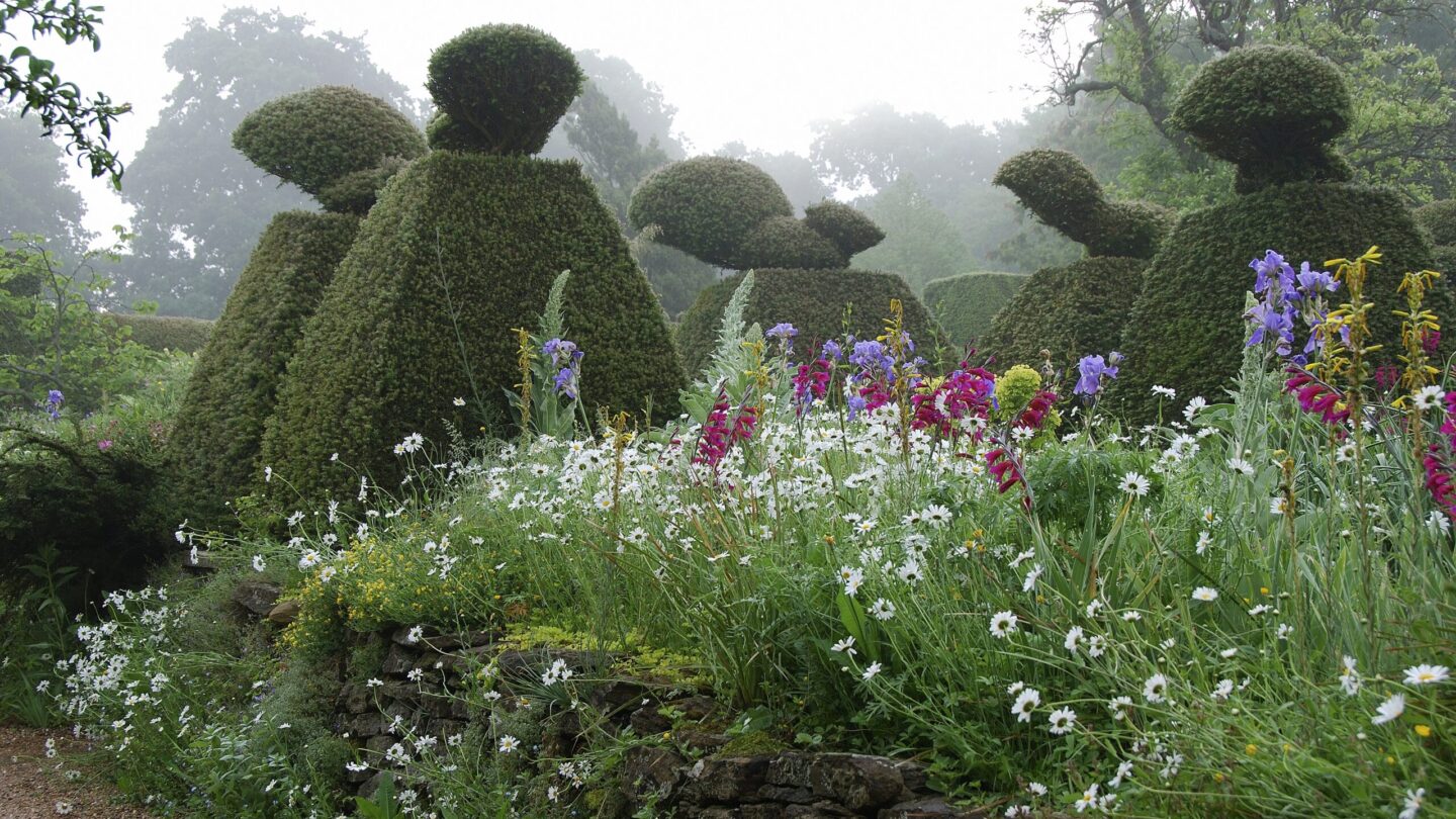 Photo of hedges in garden