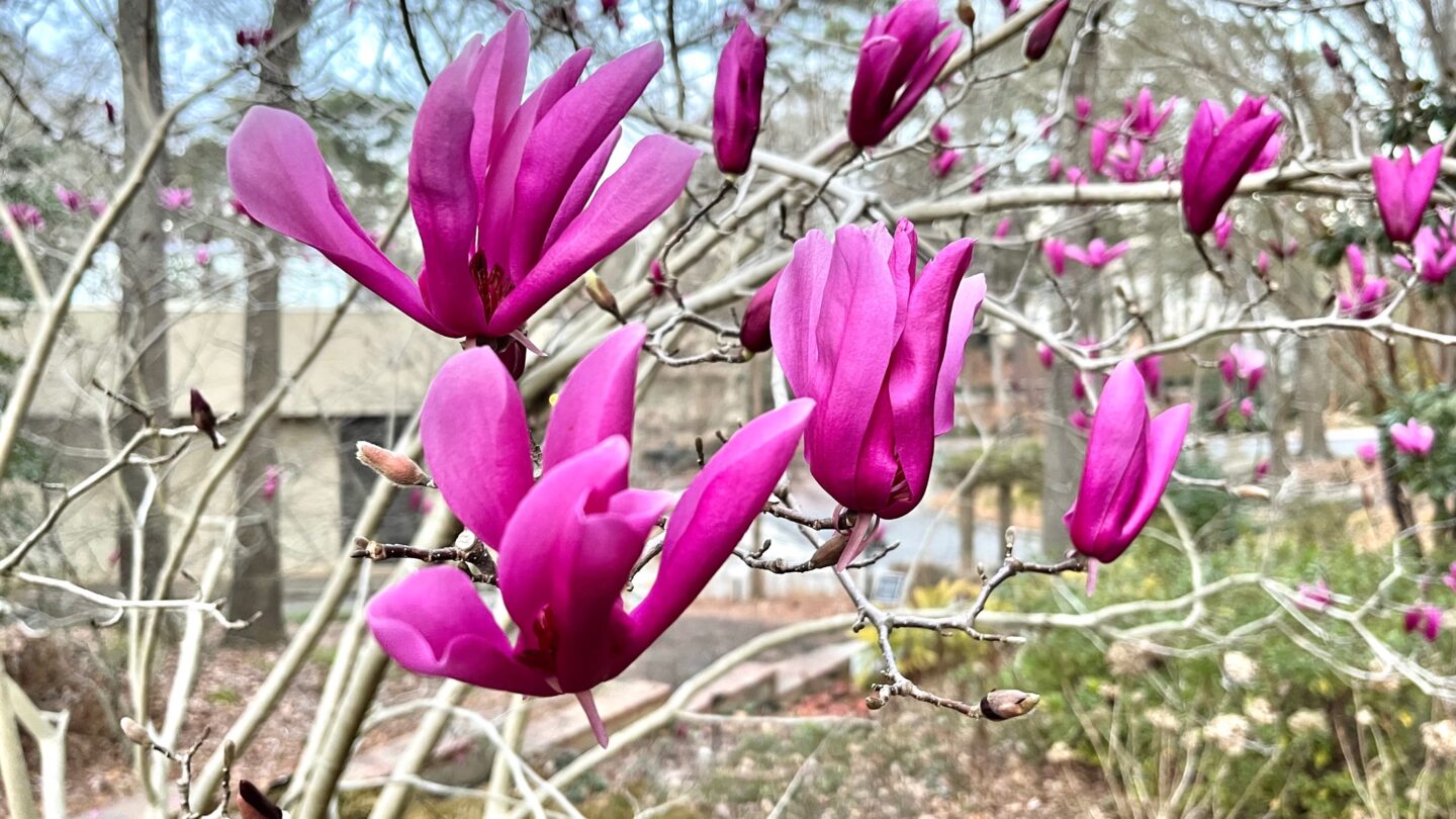 Magnolia ‘Ann'