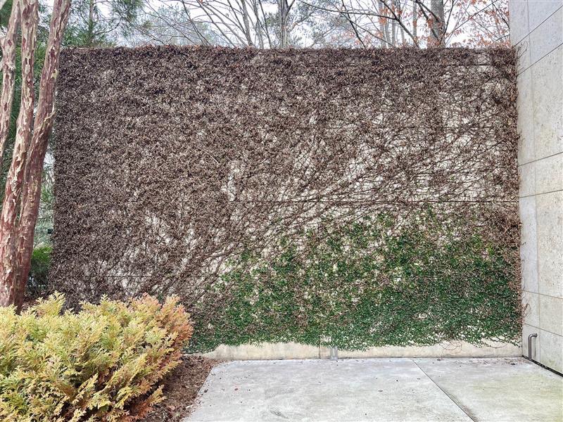 Creeping fig vine covers walls throughout Goizueta Gardens