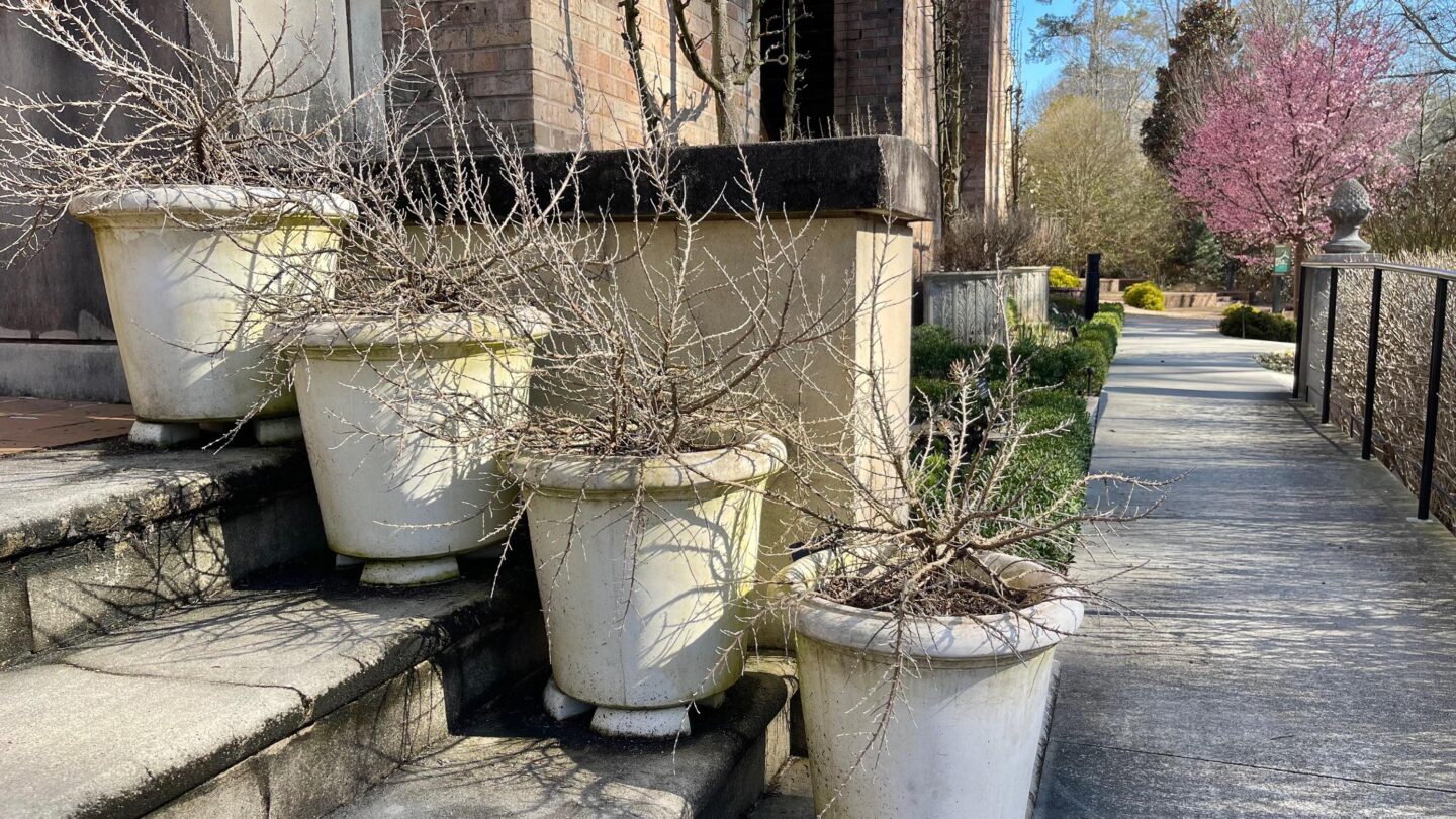 Eight pots of ‘Chef’s Choice’ rosemary adorn the stairwell of Olguita’s Garden