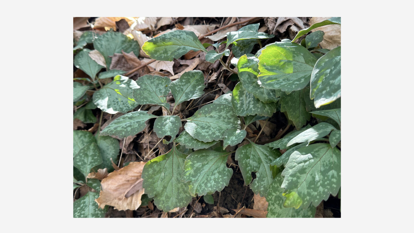 Southeastern native perennial Allegheny spurge (Pachysandra procumbens)